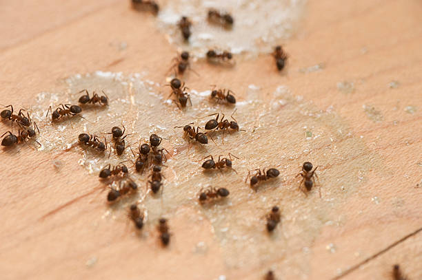 Best Best Pest Control Companies  in Way, NE