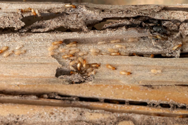 Reliable Wayne, NE Pest Control Solutions
