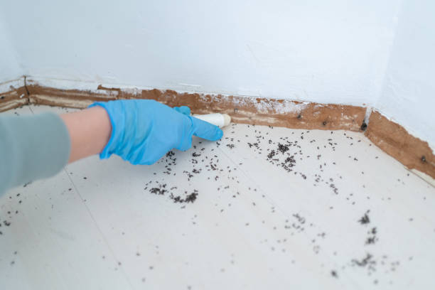 Best Cockroach Control Services  in Way, NE